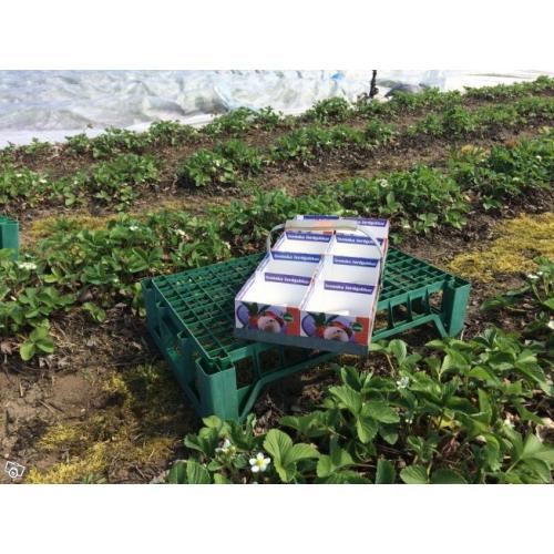 Plockställ till jordgubbar