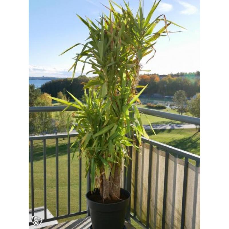 Fantastisk Yucca-palm