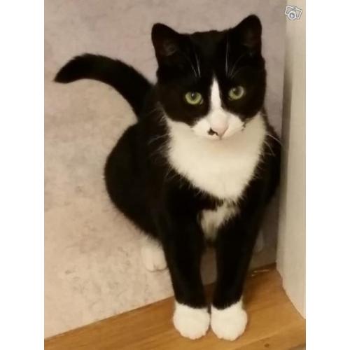 Svartvit katthanne försvunnen, Bunkeflostrand